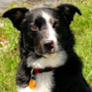 Meet your Posher, Allen